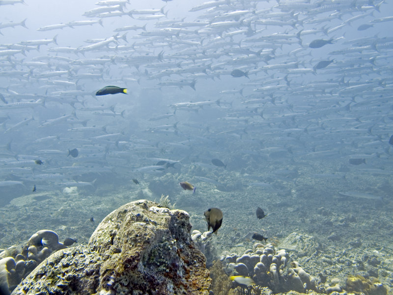 Barracuda, Barracuda Point
